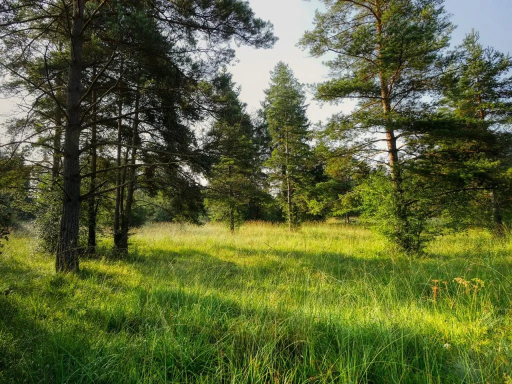HAPPY FORESTRY WORKER’S DAY!